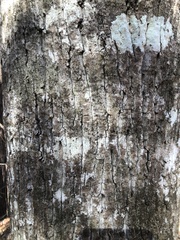 Liriodendron tulipifera