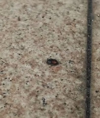 Coccinellidae