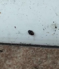 Coccinellidae