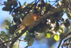 Loxops coccineus
