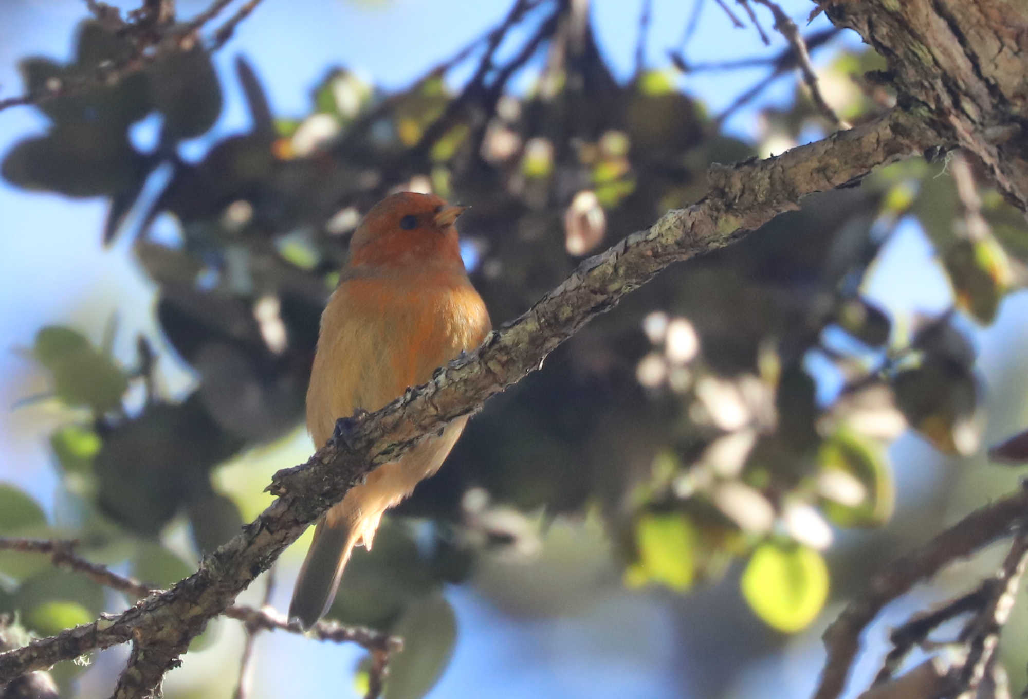 Loxops coccineus (J.F.Gmelin, 1789)