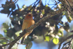 Loxops coccineus