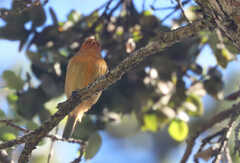 Loxops coccineus