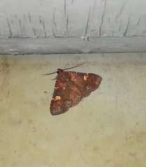 Saroba pansa