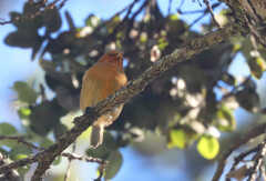 Loxops coccineus