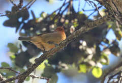 Loxops coccineus