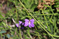 Scaevola ramosissima