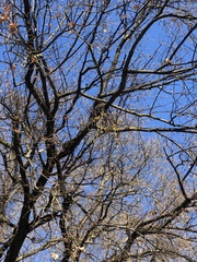 Loranthus europaeus