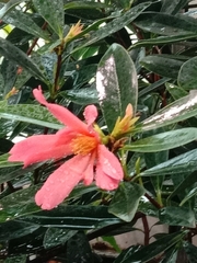 Camellia azalea