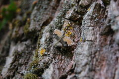 Xanthorhoe quadrifasiata