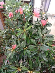 Camellia azalea
