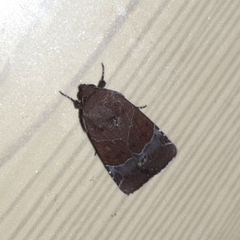Hampsonodes