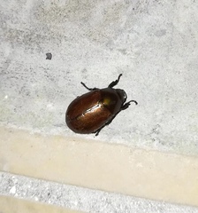 Anomala obsoleta