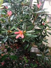 Camellia azalea