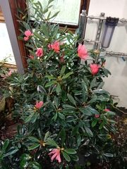 Camellia azalea