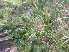 Machaerina sinclairii