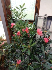 Camellia azalea