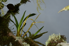 Maxillaria rubioi