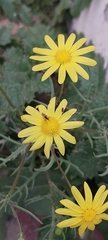 Dilophus