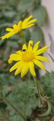 Dilophus