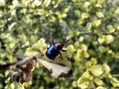 Parheminodes pulcher