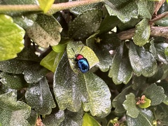 Parheminodes pulcher