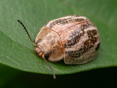 Paropsisterna semifumata