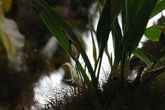 Maxillaria rubioi