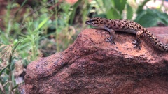 Pachydactylus affinis