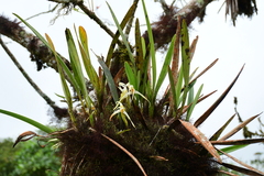 Maxillaria rubioi