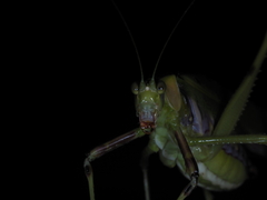 Ephippitytha trigintiduoguttata