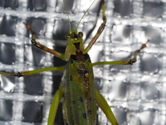 Ephippitytha trigintiduoguttata