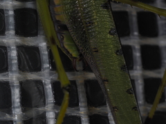 Ephippitytha trigintiduoguttata