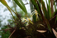 Maxillaria rubioi