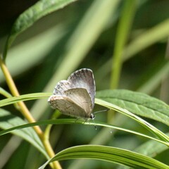 Celastrina