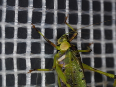 Ephippitytha trigintiduoguttata