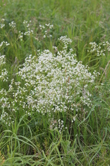 Eremogone longifolia