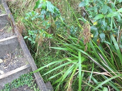 Machaerina sinclairii