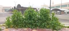 Sisymbrium irio