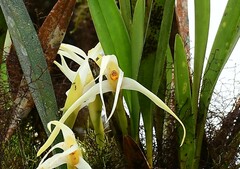 Maxillaria rubioi