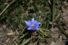 Gentiana arisanensis