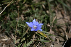 Gentiana arisanensis