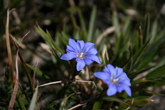 Gentiana arisanensis