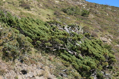 Juniperus squamata