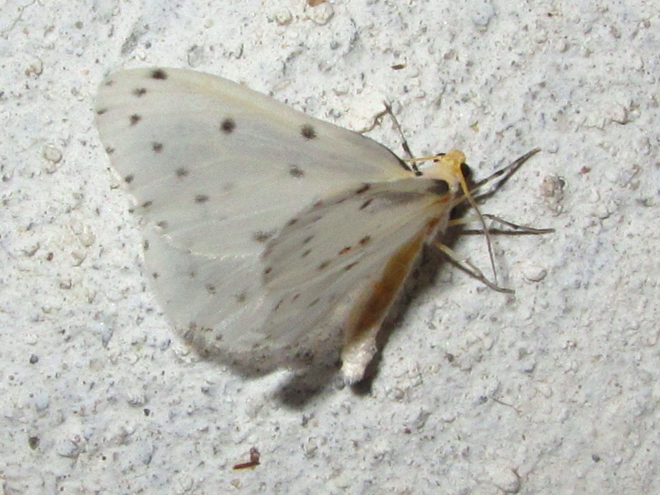 Naxa obliterata