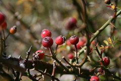 Rosa transmorrisonensis
