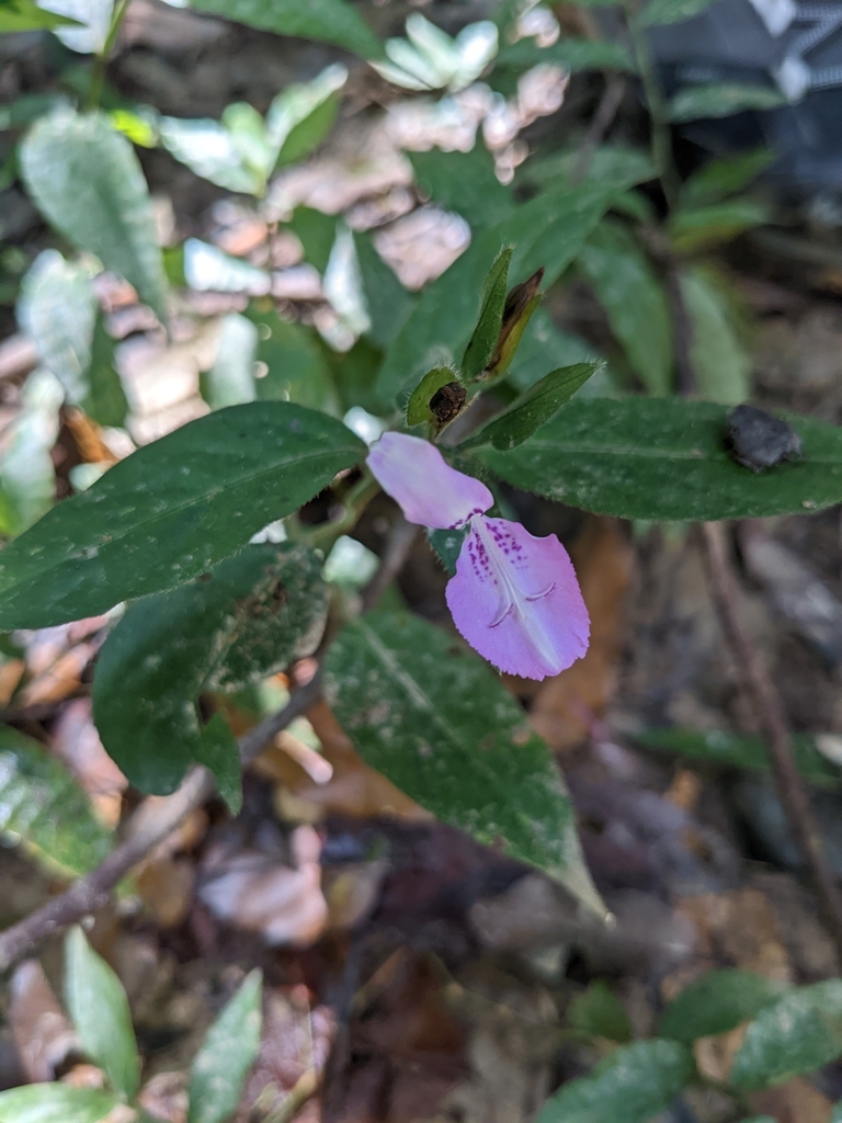 Dicliptera baphica (Dicliptera baphica)