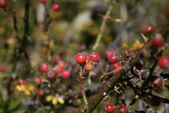 Rosa transmorrisonensis