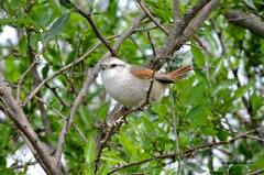 Cranioleuca pyrrhophia