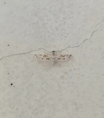 Parapoynx diminutalis